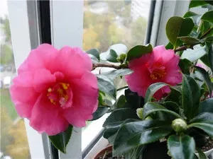 cameră Camellia Cultivare descriere detaliată a tuturor etapelor (Camellia) camera Camellia Cultivare descriere detaliată a tuturor etapelor