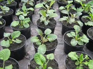 Cultivarea semințelor de primulă la domiciliu (creștere de plantare primula serrulate Ushkova semințe de acaulescent semințe de casă) semințe de primula Cultivare la domiciliu
