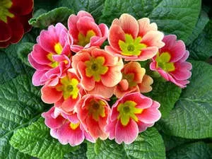 Cultivarea semințelor de primulă la domiciliu (în creștere) semințe de primula Cultivare la domiciliu