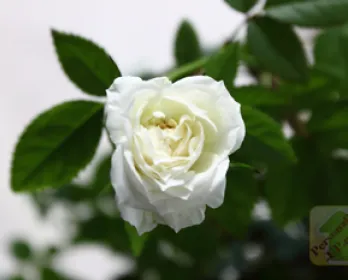 frumusetea interioara