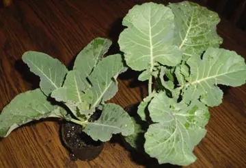 cultivarea răsadului de diferite tipuri de varză