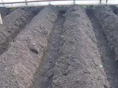 Transplantare ardei într-un sfat cu efect de seră de la grădinari cu experiență (ardei) Transplantarea ardei într-un sfat cu efect de seră de la grădinari cu experiență