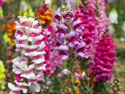 Cultivarea material săditor snapdragons - Walkthrough
