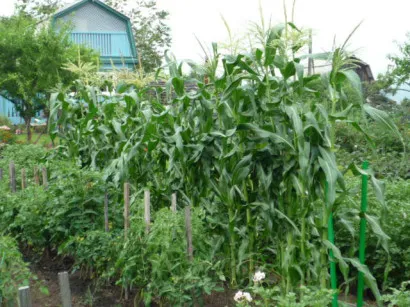 Cultivarea tomate în teren deschis în țară (în creștere) Cultivarea tomate în câmp deschis în țară