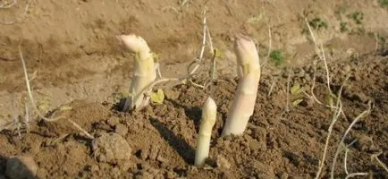 Cultivarea sparanghel din semințe de la recomandările cabana