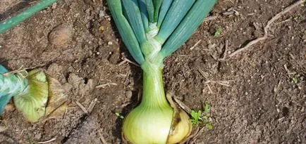 ceapa Cultivarea cresc o grădină!