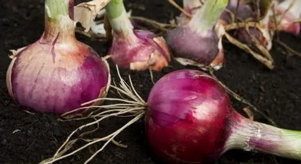 ceapa Cultivarea cresc o grădină!