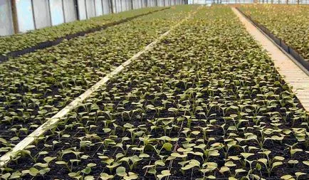 Cultivarea ridichi în regulile de bază deschise (cultivare) Cultivarea ridichi în regulile de bază deschise