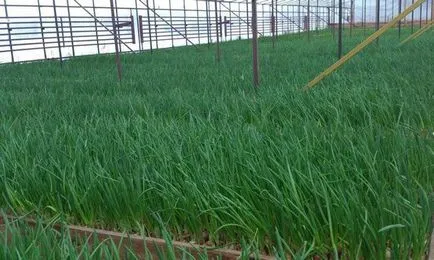 Cultivarea de verdeață în seră pentru tine și ca o afacere (verde) Cultivarea de verdeață în seră pentru tine și ca o afacere