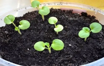 Cultivarea din semințe de Pelargonium de acasă sfaturi practice (semințe de reproducere mușcate la domiciliu) Cultivarea din semințe Pelargonium sfaturi practice la domiciliu