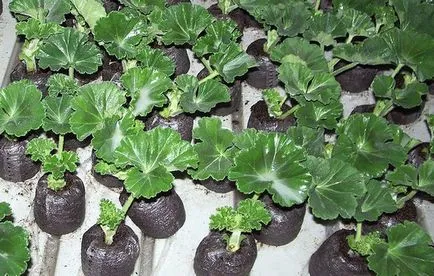 Cultivarea Pelargonium din semințe de la sfaturi practice de acasă (în creștere mușcate de semințe de la domiciliu) Cultivarea din semințe Pelargonium sfaturi practice la domiciliu