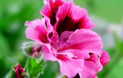 Cultivarea din semințe de Pelargonium de acasă sfaturi practice (semințe de reproducere mușcate la domiciliu) Cultivarea din semințe Pelargonium sfaturi practice la domiciliu