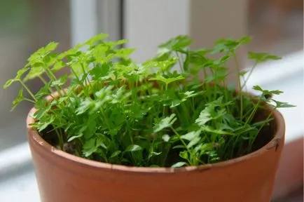 Cultivarea marar si patrunjel pe pervazul ferestrei - instrucțiuni de 3-pas pentru începători (instrucțiuni) Cultivarea marar si patrunjel pe pervazul ferestrei - instrucțiuni de 3-pas pentru începători