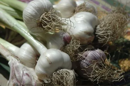 Cultivarea verdeață în seră ca o afacere de vânzare pătrunjel, mărar și usturoi în timpul iernii, cum să crească (în creștere) Cultivarea de verdeață în seră ca o afacere de vânzare pătrunjel, mărar și usturoi în timpul iernii, cum să crească