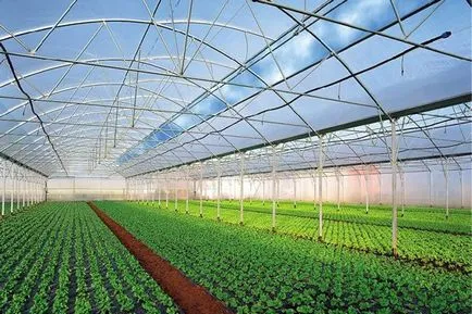 Cultivarea de verdeață în seră pentru tine si ca o afacere (în creștere) Cultivarea de verdeață în seră pentru tine și ca o afacere