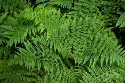 Cultivarea Fern - plantarea și îngrijirea de ferigi
