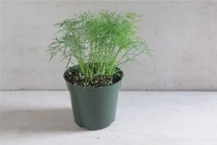 Cultivarea marar si patrunjel pe pervazul ferestrei - instrucțiuni de 3-pas pentru începători (instrucțiuni) Cultivarea marar si patrunjel pe pervazul ferestrei - instrucțiuni de 3-pas pentru începători