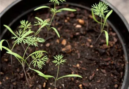 Cultivarea marar si patrunjel pe pervazul ferestrei - instrucțiunile 3-pas pentru începători (patrunjel) Cultivarea marar si patrunjel pe pervazul ferestrei - instrucțiuni de 3-pas pentru începători