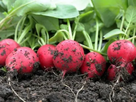 Cultivarea ridichi în regulile de bază deschise (ridiche) Cultivarea ridichi în regulile de bază deschise