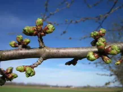 Cherry reproducere, plantare și îngrijire (reproducere) Cherry de reproducere, de plantare și îngrijire