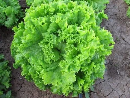 Cultivarea verdeață în sere de vânzare pe tot parcursul anului, pătrunjel, mărar și salată verde (mărar) Cultivarea verdeață în sere de vânzare pe tot parcursul anului, patrunjel, marar si salata verde