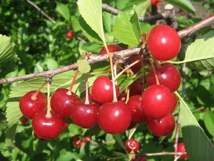 cireșe Cultivarea samoplodnye