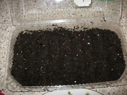 Cultivarea petunii din semințe la pas acasă cu fotografii pas (acasă) Cultivarea petunii din semințe la pas cu pas acasă fotografie