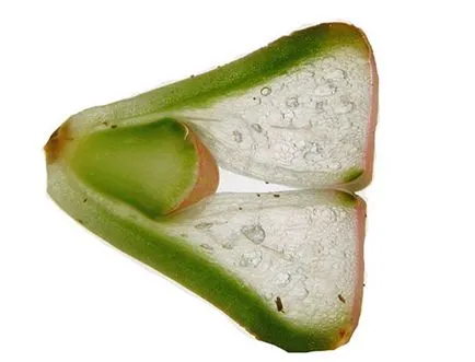 Cultivarea Lithops de semințe, de îngrijire și întreținere în mediul video de interior