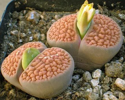Cultivarea Lithops de semințe, de îngrijire și întreținere în mediul video de interior