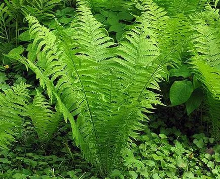 Cultivarea Fern - plantarea și îngrijirea de ferigi
