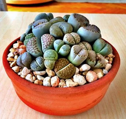 Cultivarea Lithops de semințe, de îngrijire și întreținere în mediul video de interior