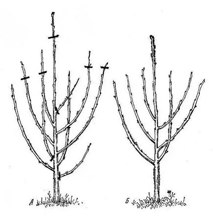 Cherry reproducere, plantare și îngrijire (reproducere) Cherry de reproducere, de plantare și îngrijire