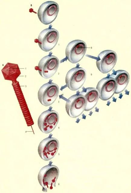 Virus - este