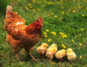 hen Varsta de stabilire metode de determinare a