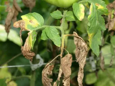 Dăunători de tomate și răsaduri de a lupta împotriva lor fotografii (tomate) Daunatori răsaduri de roșii și fotografie de control
