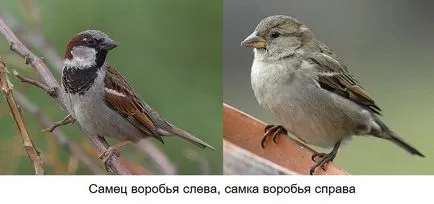 Sparrow - descriere, caracteristici stilului de viață, fapte interesante