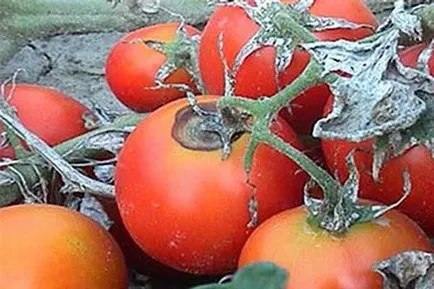 Bolilor și dăunătorilor fotografii de tomate și tratarea lor (foto) Bolilor și dăunătorilor fotografiilor de tomate și tratarea acestora