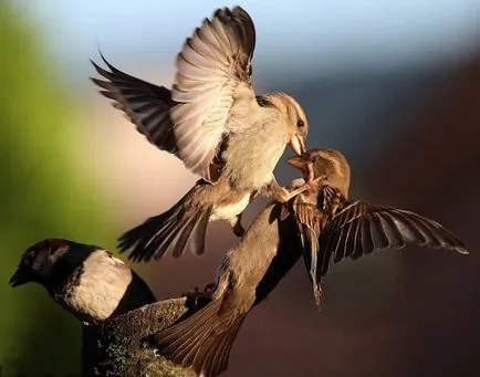 Sparrow - descriere, caracteristici stilului de viață, fapte interesante