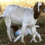 Totul despre lambing capre în modul de a rula, cum să ia naștere, capre secțiune și cum să se hrănească (capre) Totul despre lambing capre în modul de a rula, cum să ia naștere, capre secțiune și cum să se hrănească