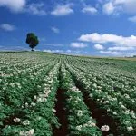 Toate din cartofi cu flori - reguli importante lăsând în urmă un tufiș (un metru de paturi) Toate din cartofi cu flori - reguli importante de ingrijire pentru Bush