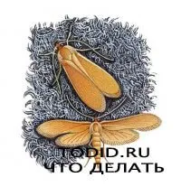 Dulapuri sau crupă mol a fost luat pentru a scapa de alunite - există o soluție - ceea ce face 1000 de favorite