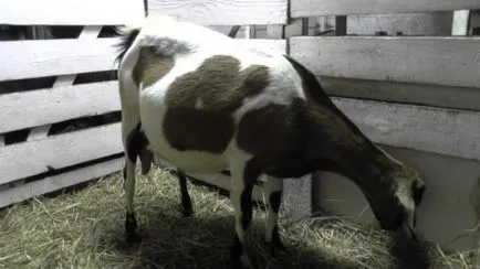 Totul despre capre în modul în care să miei rula, cum să ia naștere, capre Secțiunea și hrana pentru animale (termen) Totul despre lambing capre în modul de a rula, cum să ia naștere, capre secțiune și cum să se hrănească