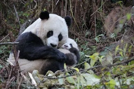 World Wildlife Fund (WWF)