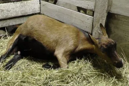 Totul despre lambing capre în modul de a rula, cum să ia naștere, capre secțiune și cum să se hrănească (capre) Totul despre lambing capre în modul de a rula, cum să ia naștere, capre secțiune și cum să se hrănească