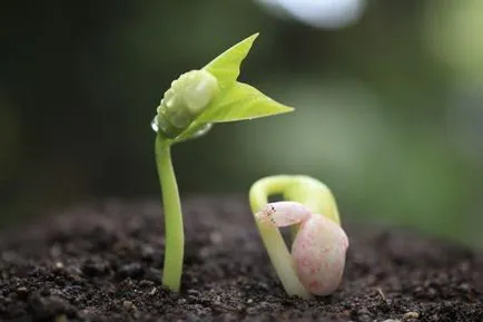 germinarea semințelor