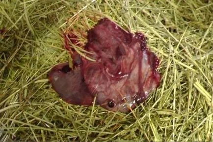 Totul despre capre în modul în care să miei rula, cum să ia naștere, capre Secțiunea și hrana pentru animale (termen) Totul despre lambing capre în modul de a rula, cum să ia naștere, capre secțiune și cum să se hrănească