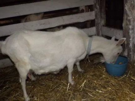 Totul despre lambing capre în modul de a rula, cum să ia naștere, capre secțiune și cum să se hrănească (să ia) Totul despre lambing capre în modul de a rula, cum să ia naștere, capre secțiune și cum să se hrănească