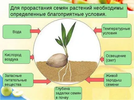 Condițiile de germinare a semințelor și termeni