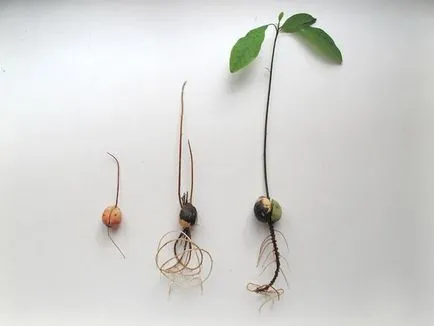 Condițiile de germinare a semințelor și termeni