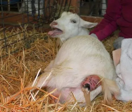 Totul despre capre în modul în care să miei rula, cum să ia naștere, capre Secțiunea și hrana pentru animale (termen) Totul despre lambing capre în modul de a rula, cum să ia naștere, capre secțiune și cum să se hrănească
